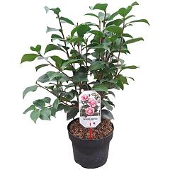 Camellia j. 'Bonomiana'