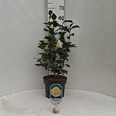 Camellia j. 'Brushfield's Yellow'