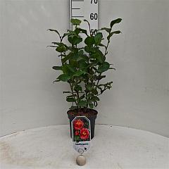 Camellia j. 'Dr King'