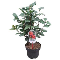 Camellia j. 'Dr King'