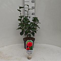 Camellia j. 'Giordano Santorelli'
