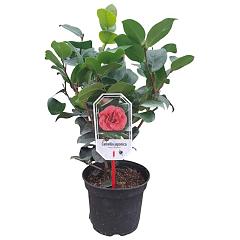 Camellia j. 'Lady Campbell'