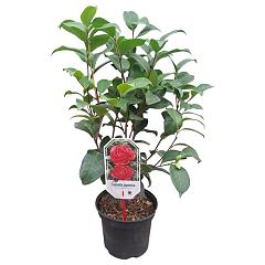 Camellia j. 'Principessa Baciocchi'