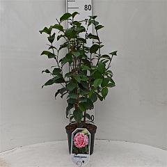 Camellia j. 'Tricolor'