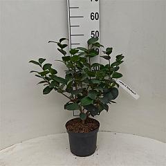 Camellia j. 'Triomphant'