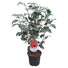 Camellia ret. 'Mary Williams'