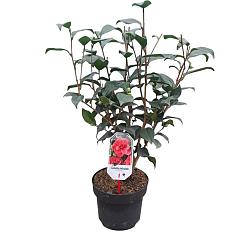 Camellia ret. 'Mary Williams'