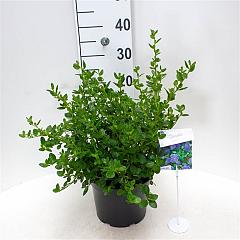 Ceanothus griseus 'Yankee Point'