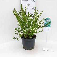 Ceanothus impressus 'Victoria'