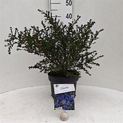 Ceanothus 'Julia Phelps'