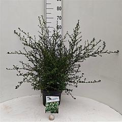 Ceanothus 'Millerton Point'