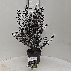 Ceanothus 'Tuxedo'