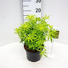 Choisya ternata 'Goldfingers'
