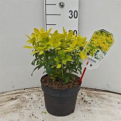 Choisya ternata 'Sundance'