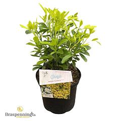 Choisya ternata 'Sundance'