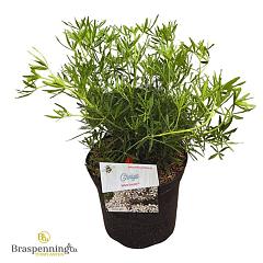 Choisya ternata White Dazzler