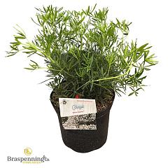 Choisya ternata White Dazzler