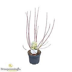 Cornus alba 'Aurea'