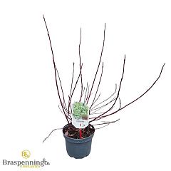 Cornus alba 'Elegantissima'