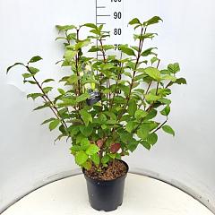 Cornus alba 'Sibirica'