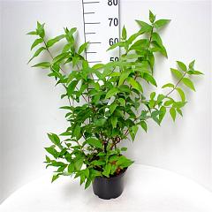 Deutzia hybrida 'Rasberry Sundae' (R)