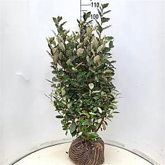 Elaeagnus ebb. 'Compacta'