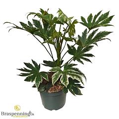 Fatsia japonica 'Spider's Web'