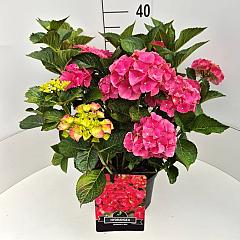 Hydrangea m. 'Alpenglühen'