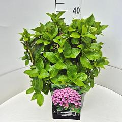 Hydrangea m. 'Ayesha'