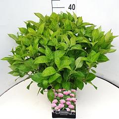 Hydrangea m. 'Bouquet Rose'