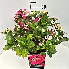 Hydrangea m. 'Rotkehlchen'