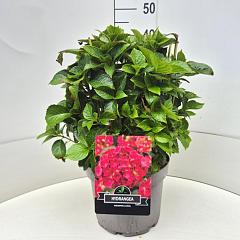 Hydrangea m. 'Sibilla'