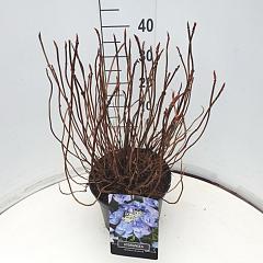 Hydrangea s. 'Bluebird'