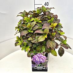 Hydrangea s. 'Preziosa'