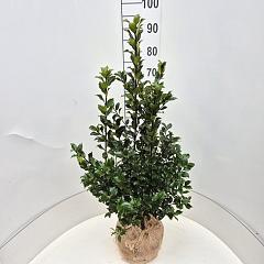 Ilex meserv. Blue Maid