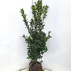 Ilex meserv. Blue Maid