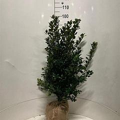 Ilex meserv. 'Blue Prince'