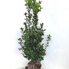 Ilex meserv. 'Heckenfee'