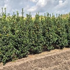 Ilex meserv. 'Heckenfee'