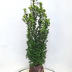 Ilex meserv. 'Heckenstar'