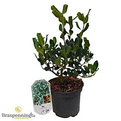 Ilex 'Nellie R. Stevens'