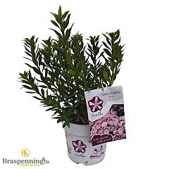 Kalmia lat. 'Minuet'