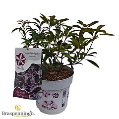 Kalmia lat. 'Mitternacht'
