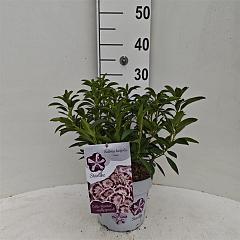 Kalmia lat. 'Nani'
