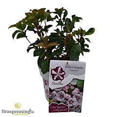 Kalmia lat. 'Pink Star'