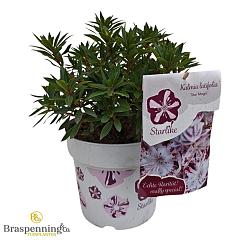 Kalmia lat. 'Star Magic'