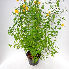 Kerria japonica 'Pleniflora'