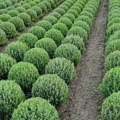 Lavandula ang. 'Munstead'