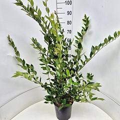 Ligustrum lucidum