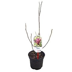 Magnolia liliiflora 'Nigra'